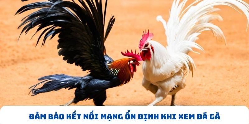 Đảm bảo kết nối mạng ổn định khi xem đá gà