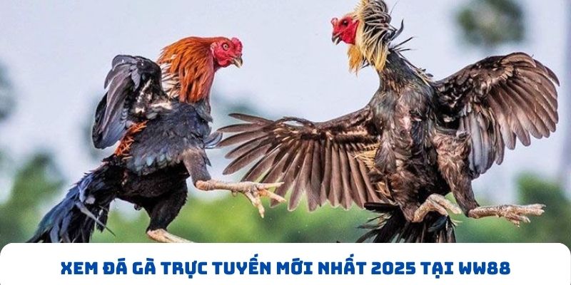 Xem đá gà trực tuyến mới nhất 2025 tại WW88
