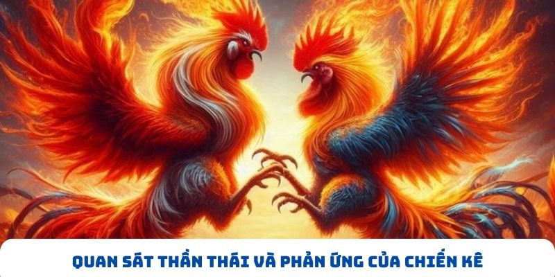Quan sát thần thái và phản ứng của chiến kê