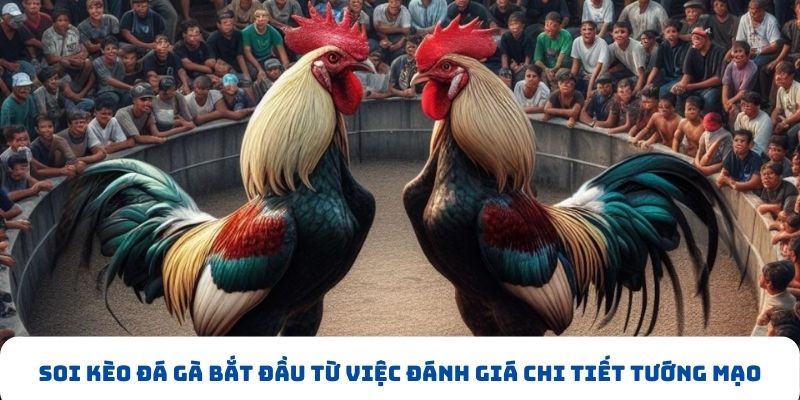 Soi kèo đá gà bắt đầu từ việc đánh giá chi tiết tướng mạo