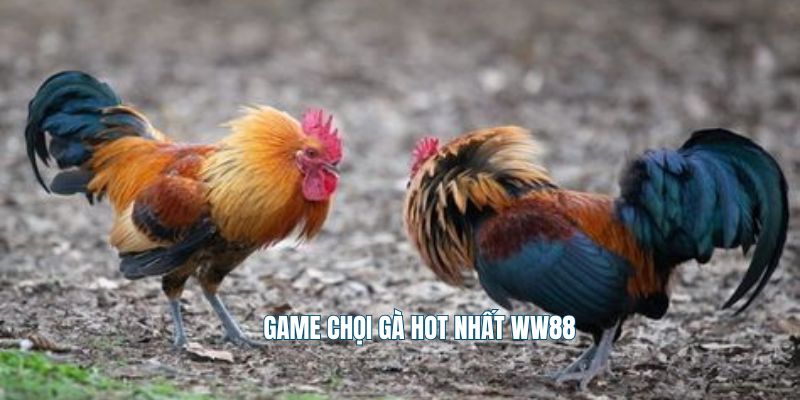 Game chọi gà hot nhất WW88