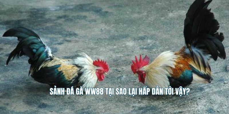 Sảnh đá gà WW88 tại sao lại hấp dẫn tới vậy?