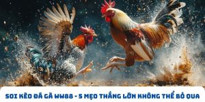 Soi kèo đá gà