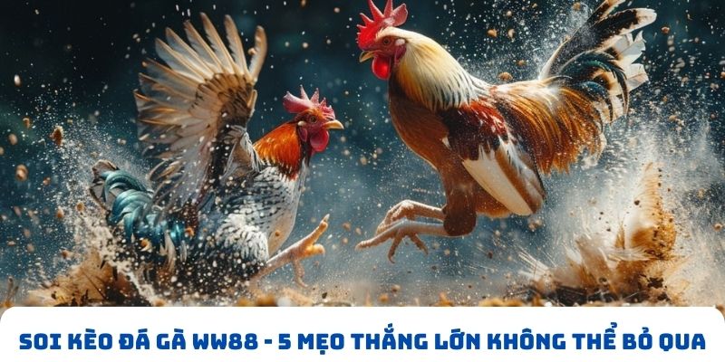 Soi kèo đá gà