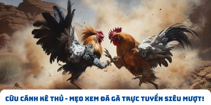 xem đá gà trực tuyến